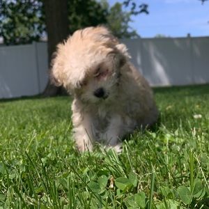 Meet your Posher, Lilly